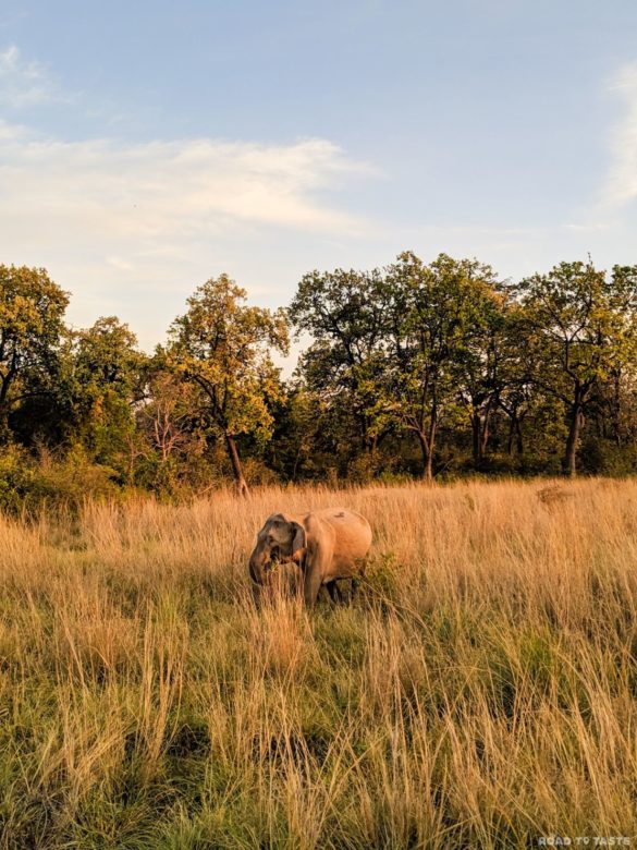 Corbett National Park