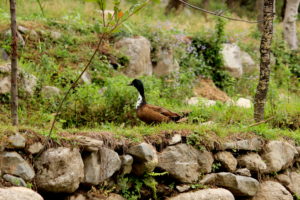 Himachal Heritage Village