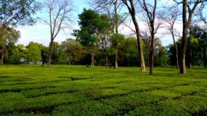 Palampur