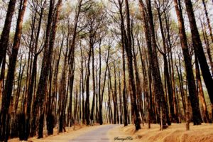 Palampur