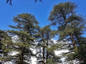 Manali