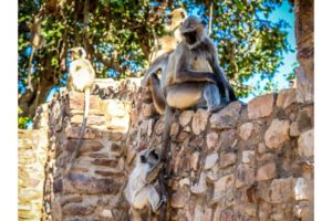 Bhangarh