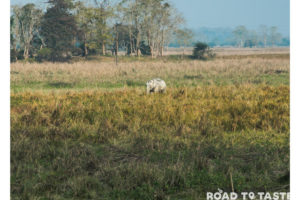 Kaziranga