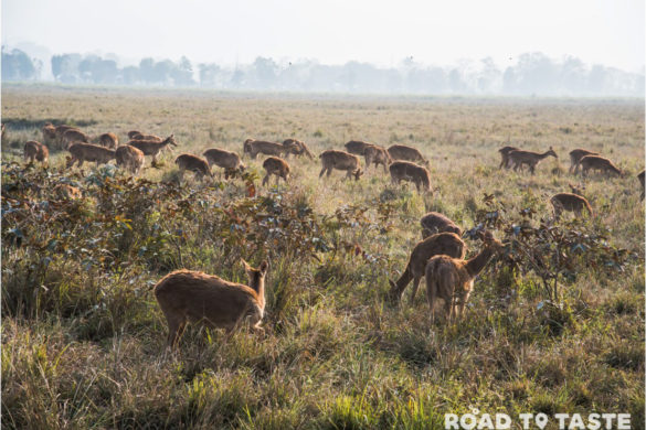 Kaziranga