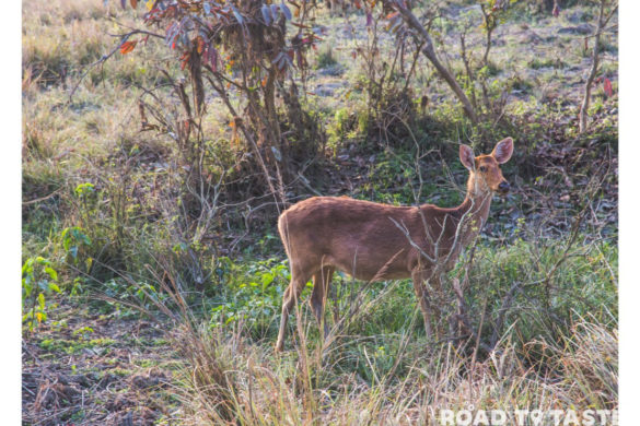 Kaziranga