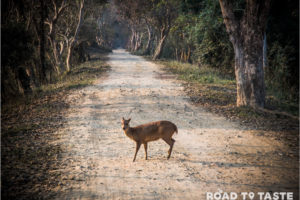 Kaziranga