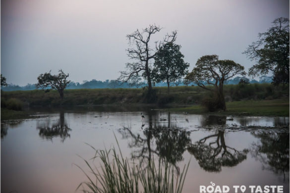 Kaziranga