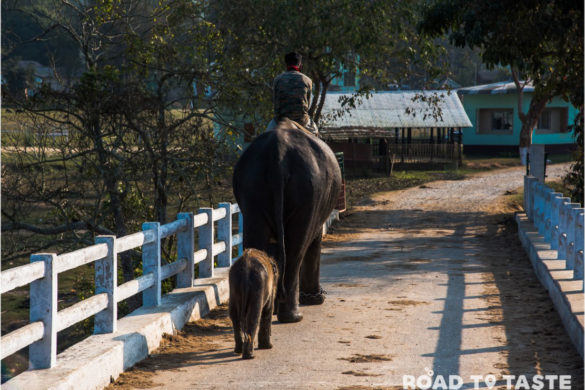 Kaziranga