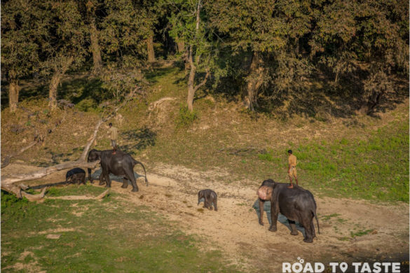 Kaziranga