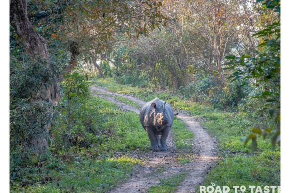 Kaziranga