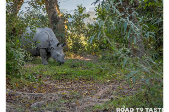 Kaziranga