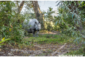 Kaziranga