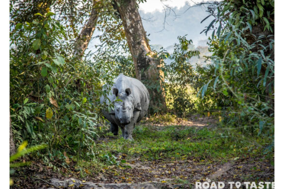 Kaziranga