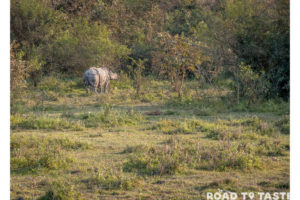 Kaziranga