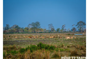 Kaziranga