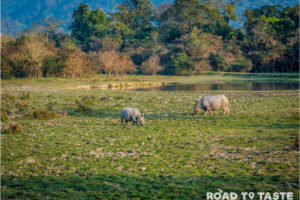 Kaziranga