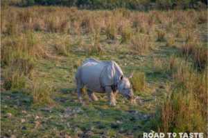 Kaziranga