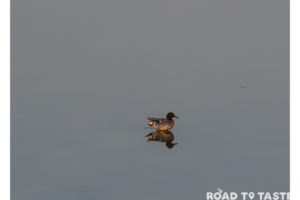 Kaziranga