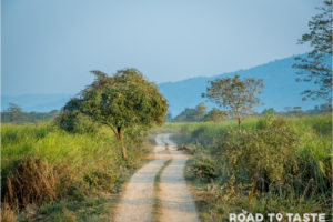 Kaziranga