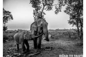 Kaziranga