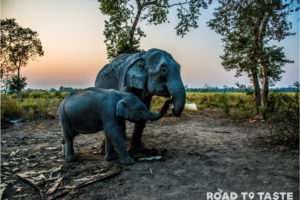 Kaziranga