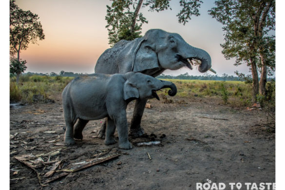 Kaziranga