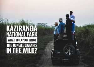 Kaziranga
