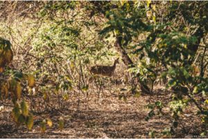 Corbett National Park