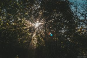 Corbett National Park