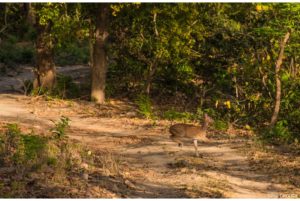 Corbett National Park
