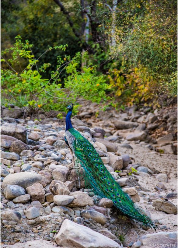 Corbett National Park