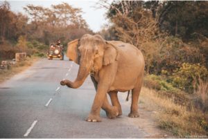 Corbett National Park