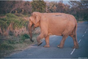 Corbett National Park
