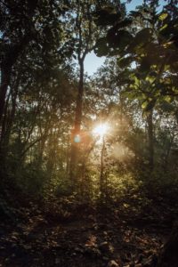 Jakson Resorts Jim Corbett